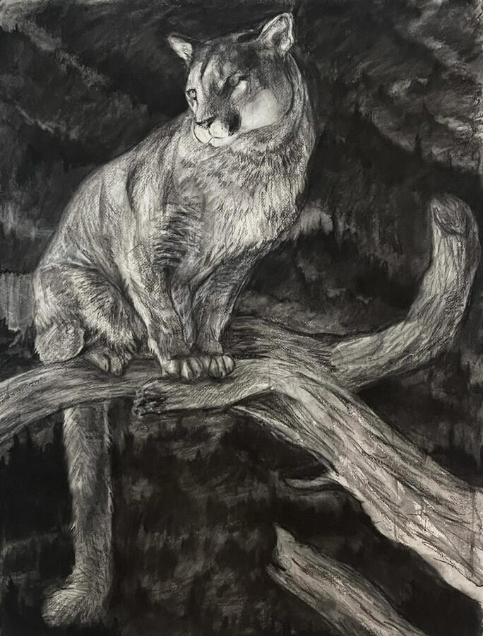 Perched Mountain Lion. 26x31x1 1/8 Framed Charcoal on paper. Available. 2024