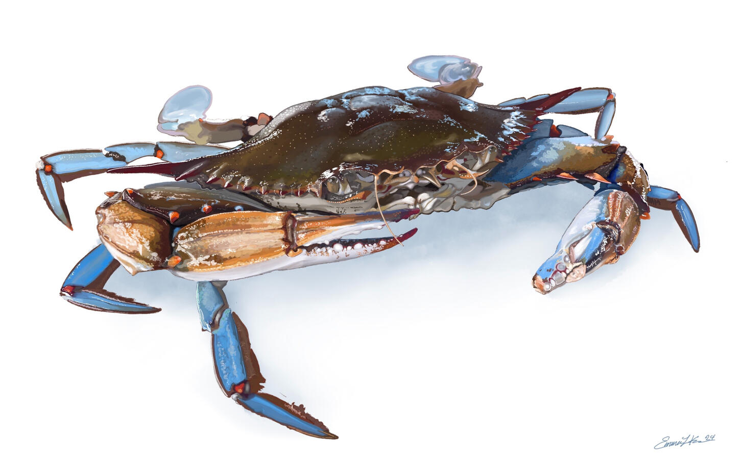 Blue Crab. Digital Drawing. 2024