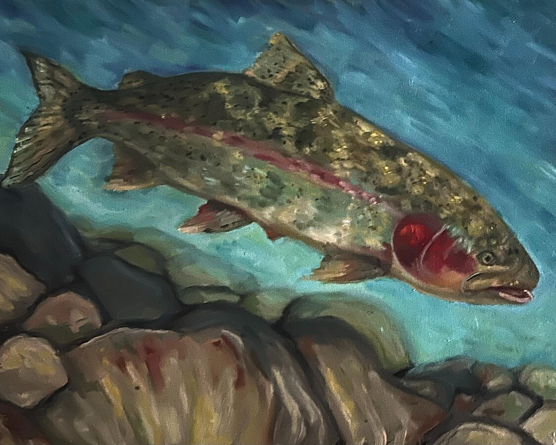 Rainbow Trout. 16x20x1 1/8&quot; oil on canvas. Available. 2023