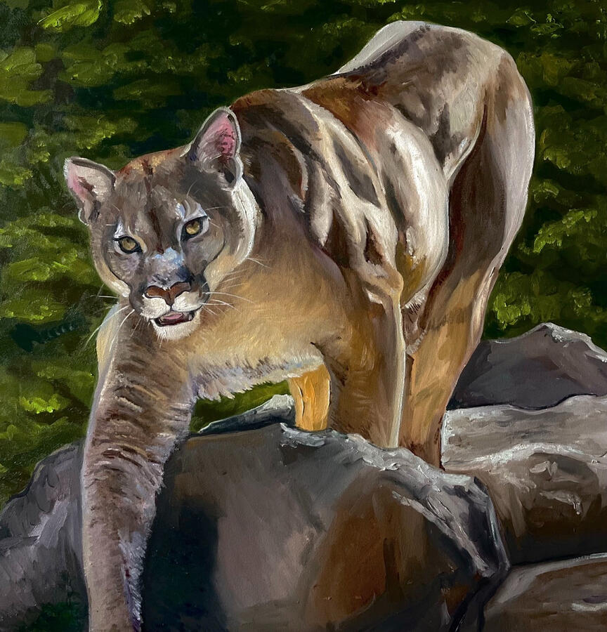 Cougar on the Prowl. 36x36x2&quot; oil on canvas. Unavailable. 2023