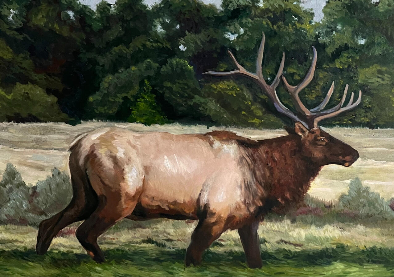 Bull Elk. 24x40x2&quot; oil on canvas. Unavailable. 2023